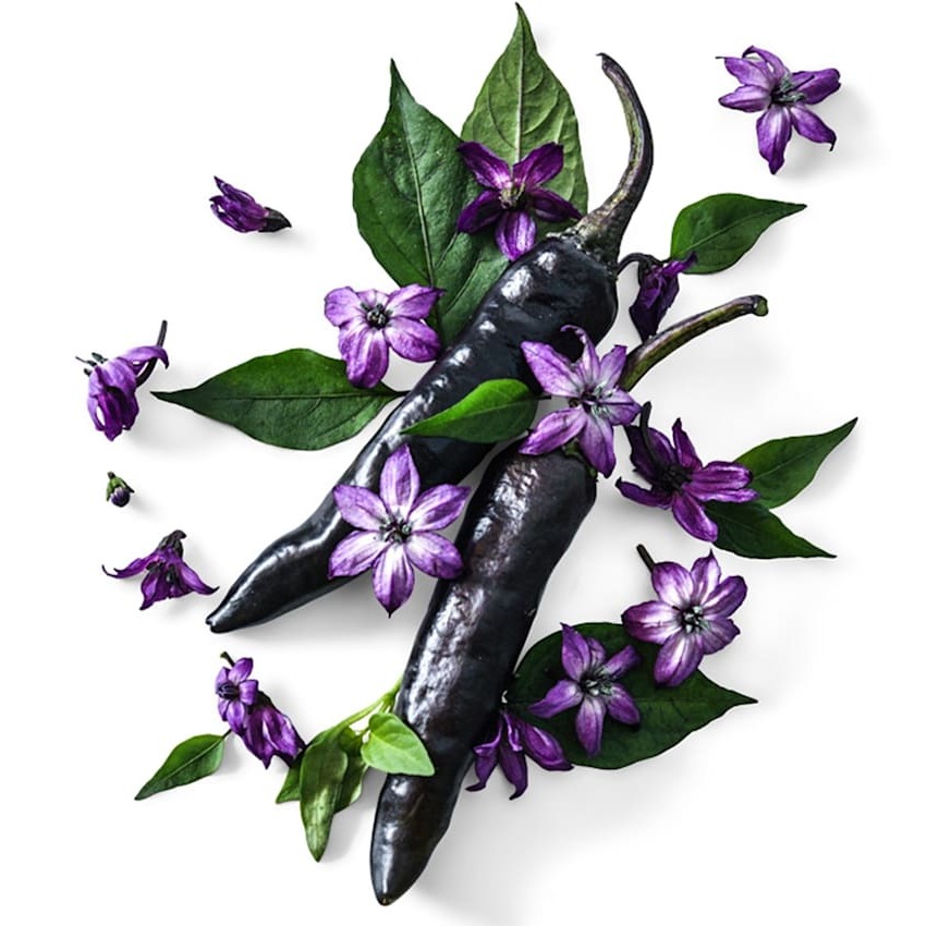 Pimentão Murasaki Roxo
