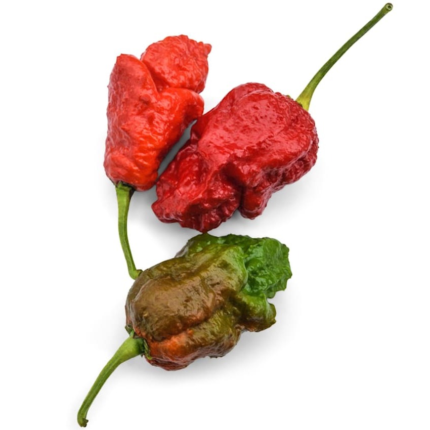 Pimenta Scorpion Apocalipse
