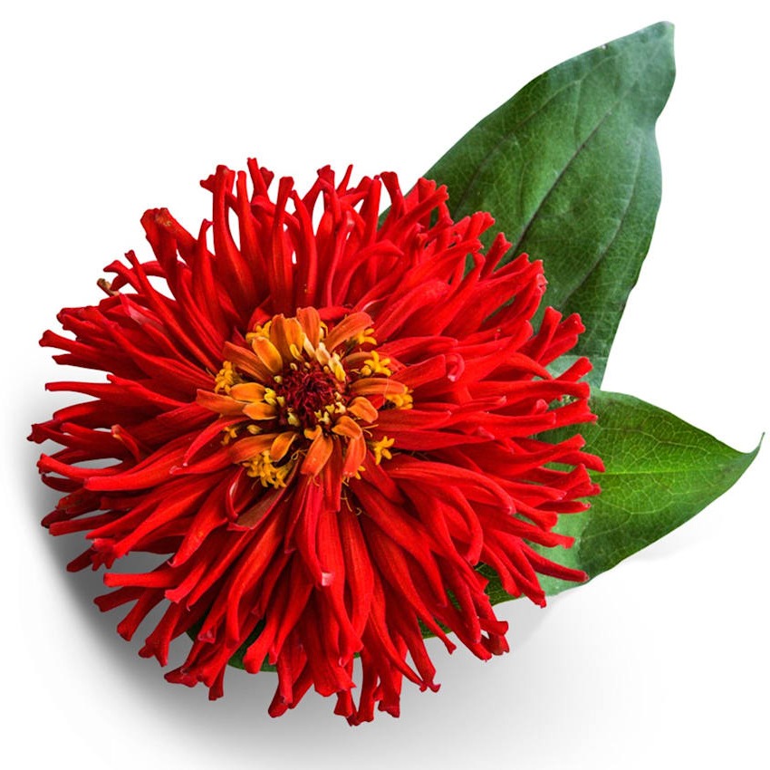 Zínia Cactus Vermelha