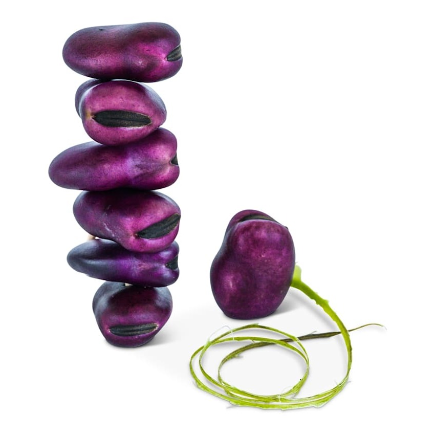 Fava Grão Violeta Precoce