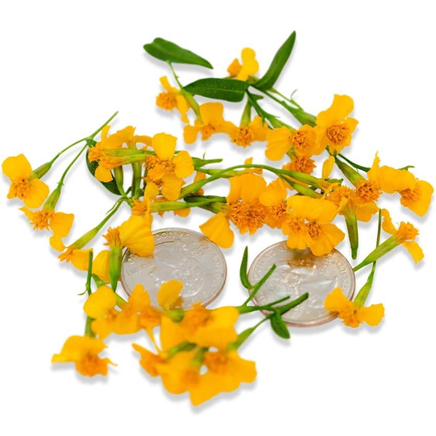 Tagetes Doce
