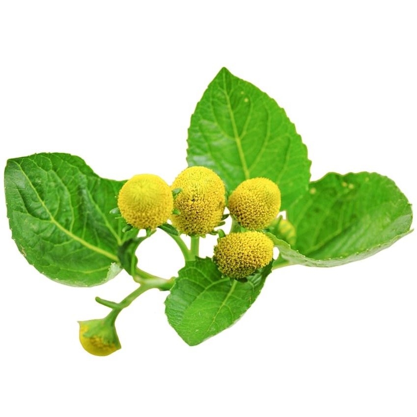 Jambu Amarelo