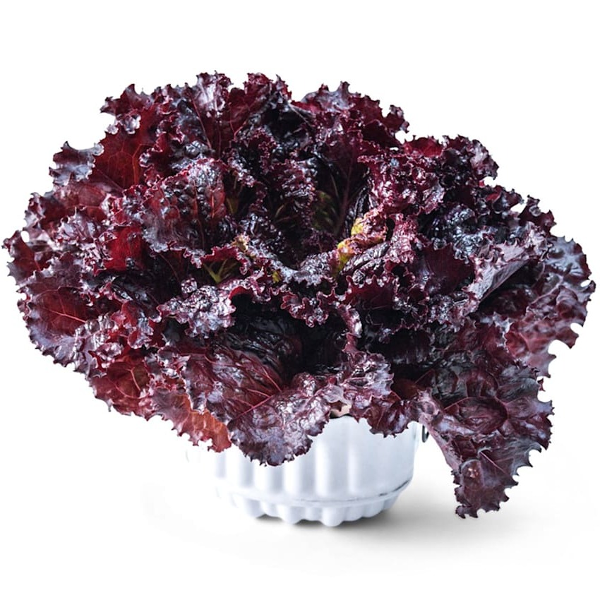 Alface Merlot