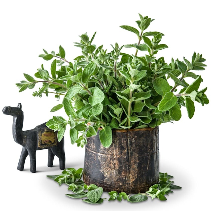Orégano Za'atar Silvestre