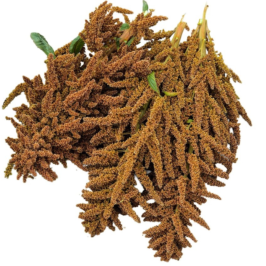 Amaranto Gigante Dourado