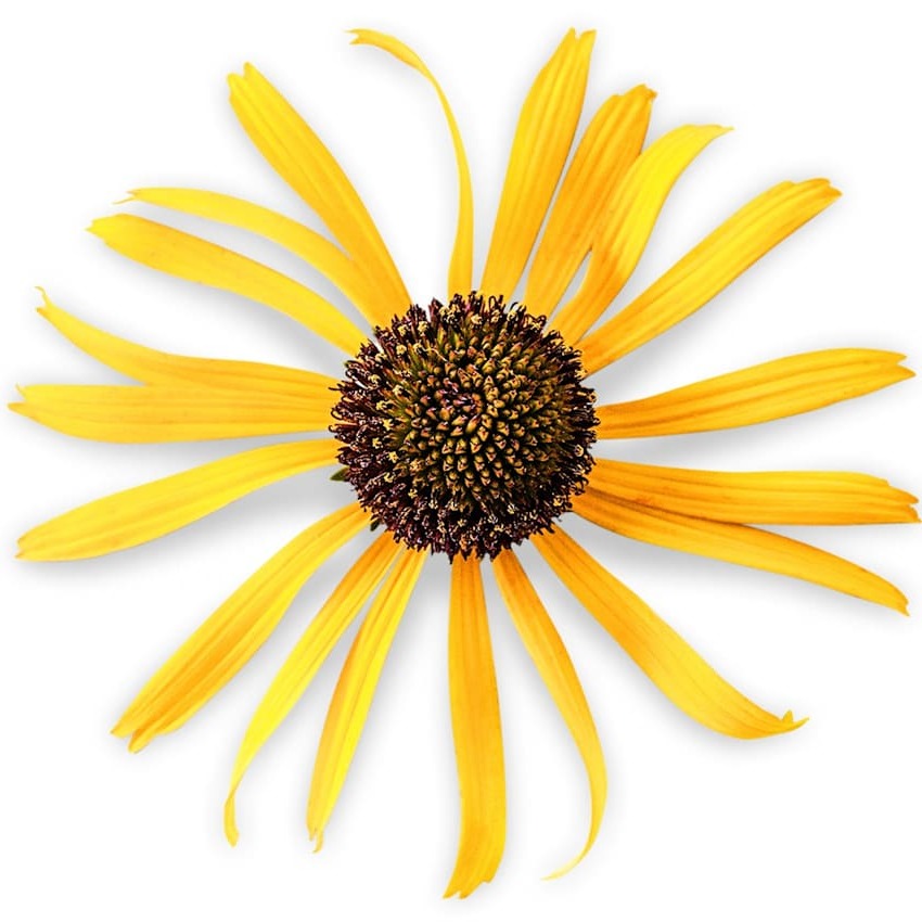 Echinacea Seeds