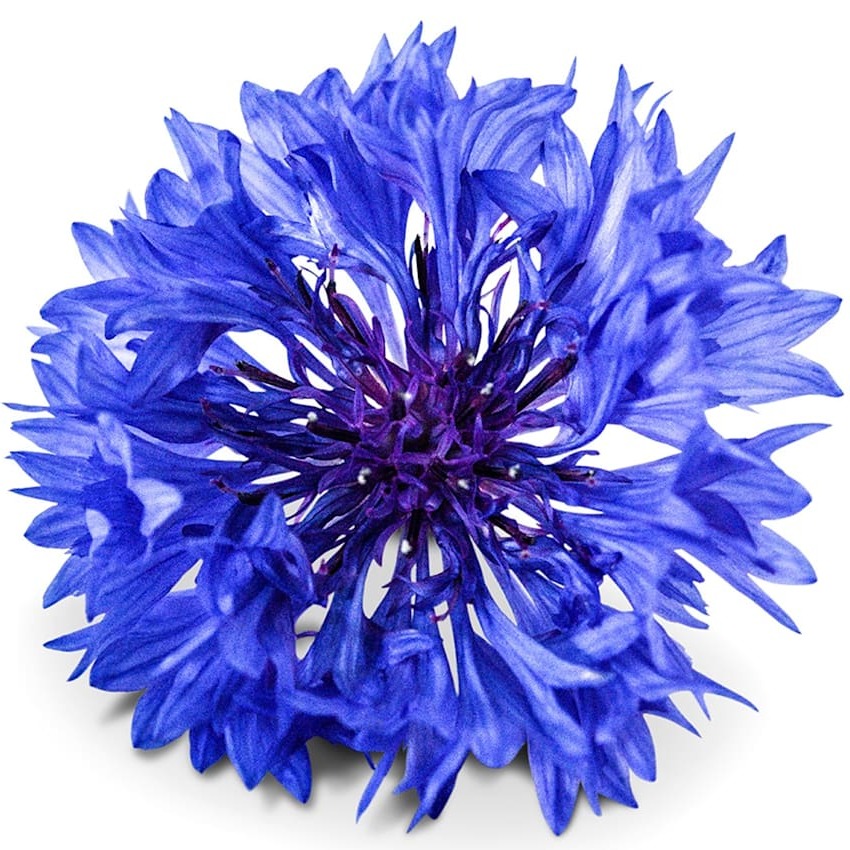 Centáurea Blue Boy