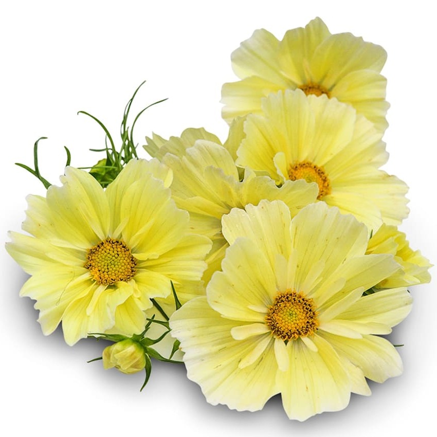 Cosmos Xanthos