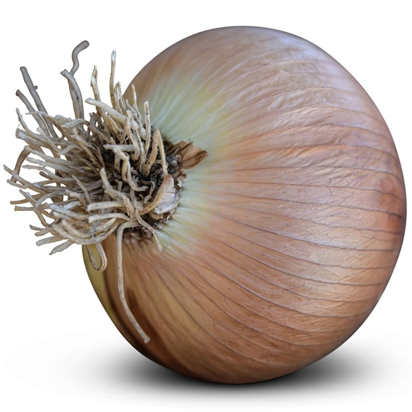 Cebola Australian Brown