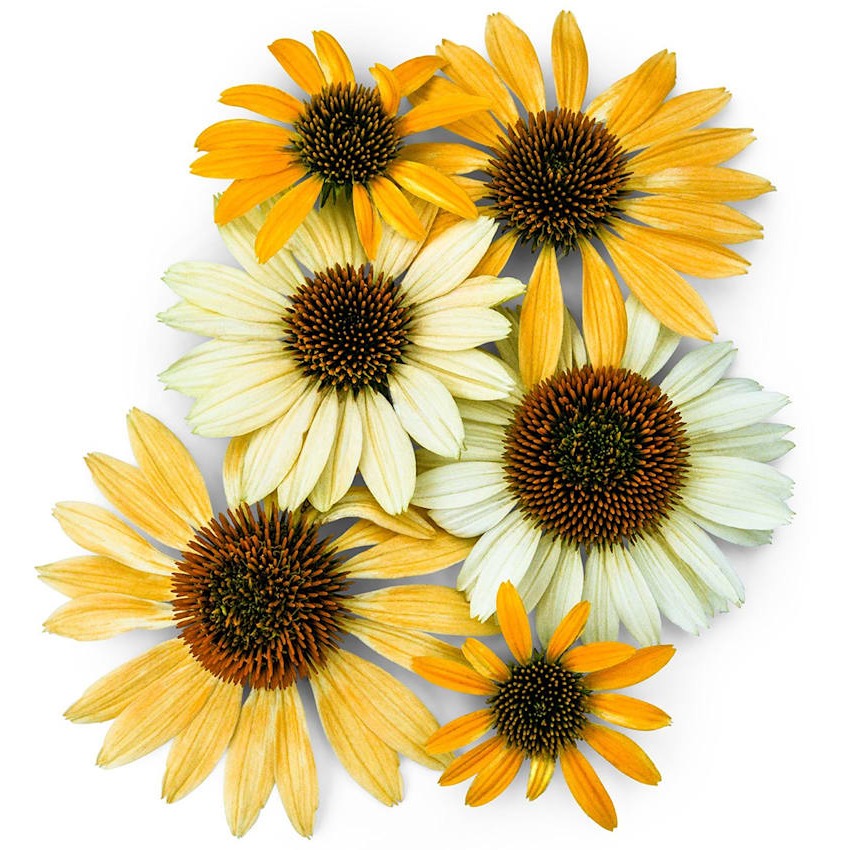 Echinacea Mellow Yellows