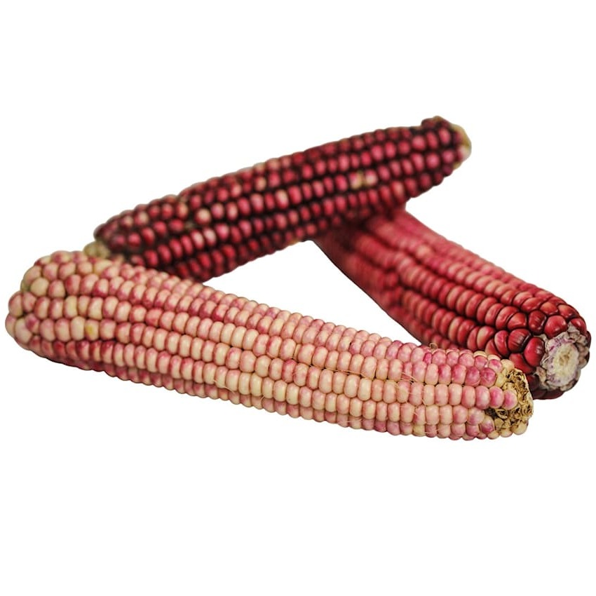 Milho de Farinha Hopi Pink