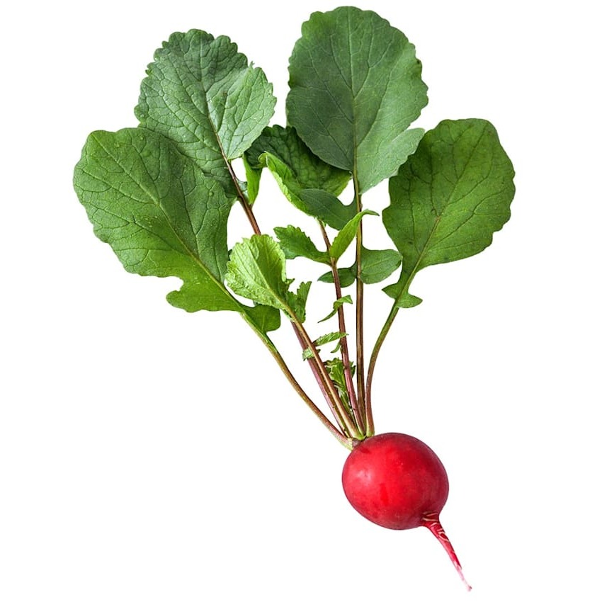 Rabanete Saxa 2