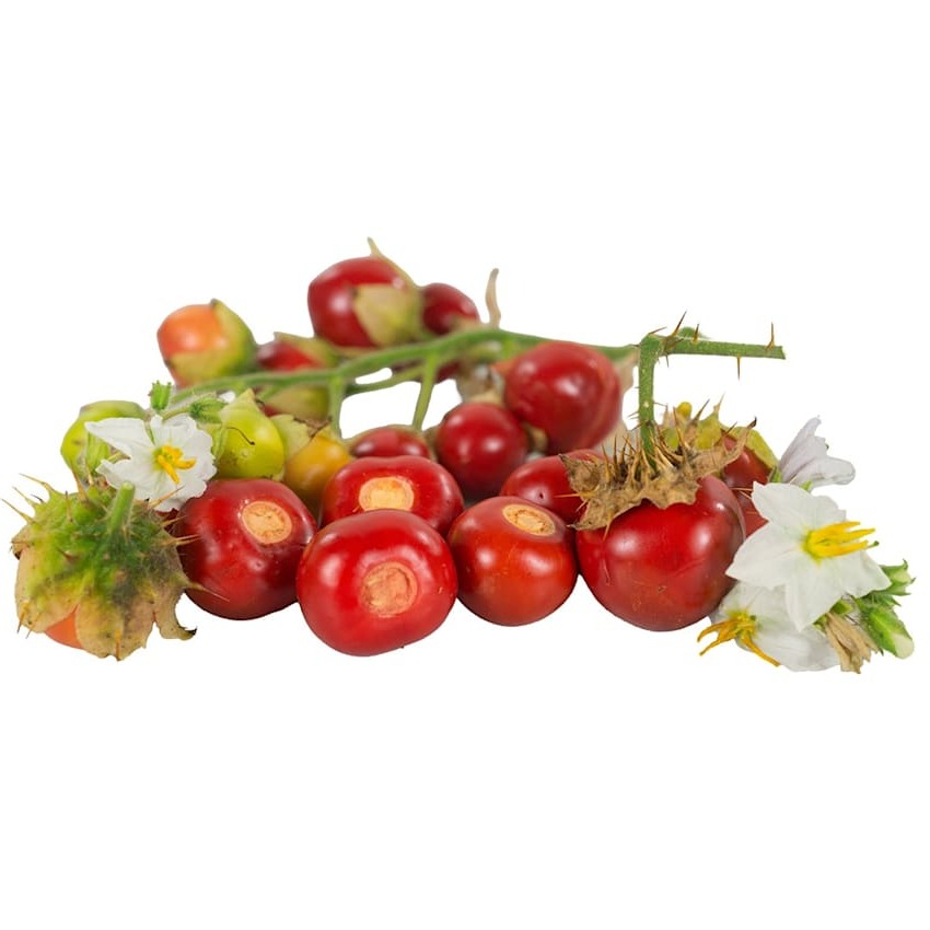Tomate-Lichia ou Morelle de Balbis