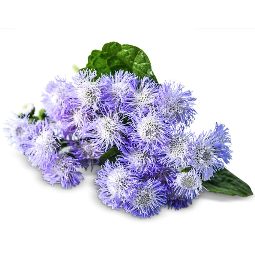 Ageratum Leda