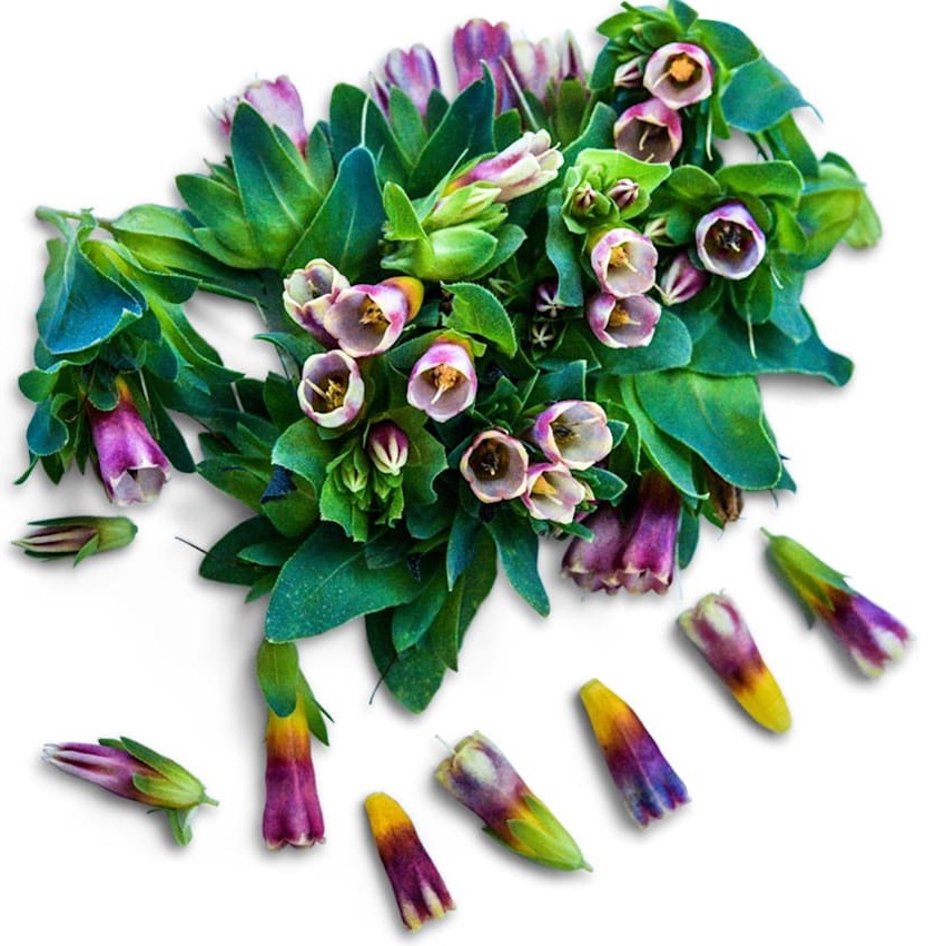 Cerinthe Kiwi Blue