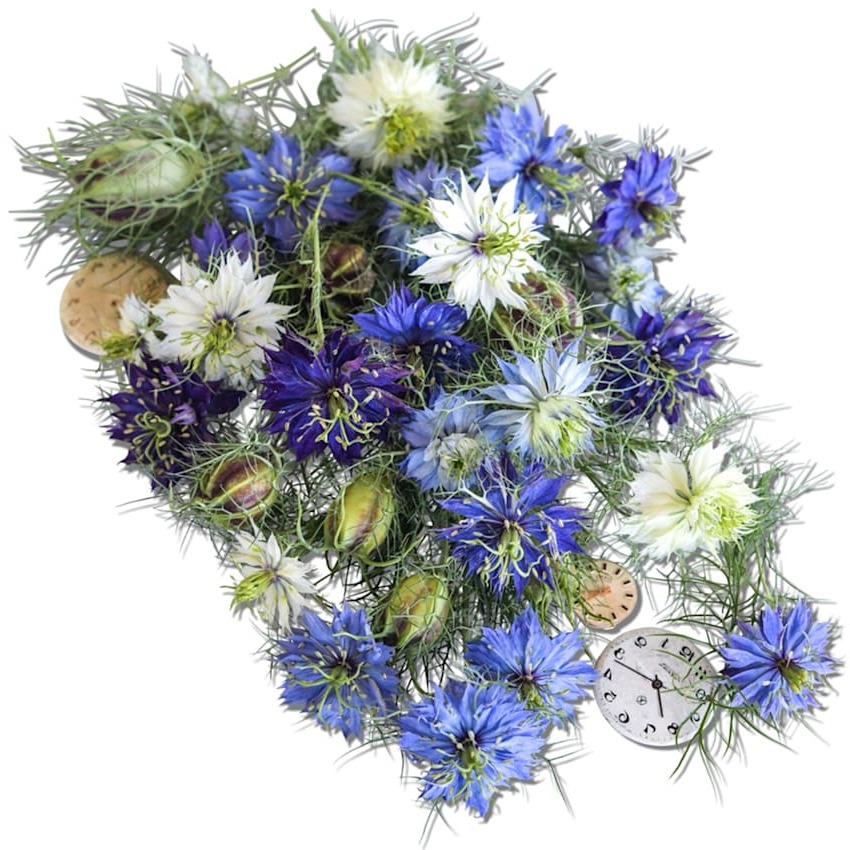 Nigella Miss Jekyll Mix