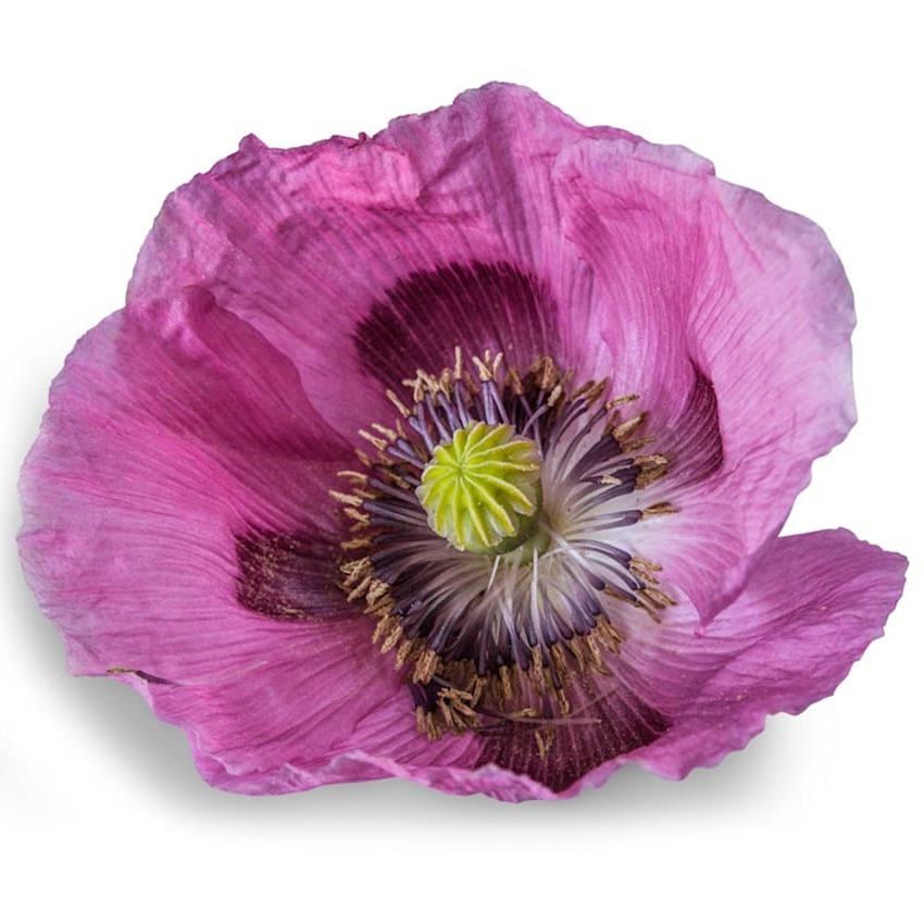 Papoula Florist Pepperbox