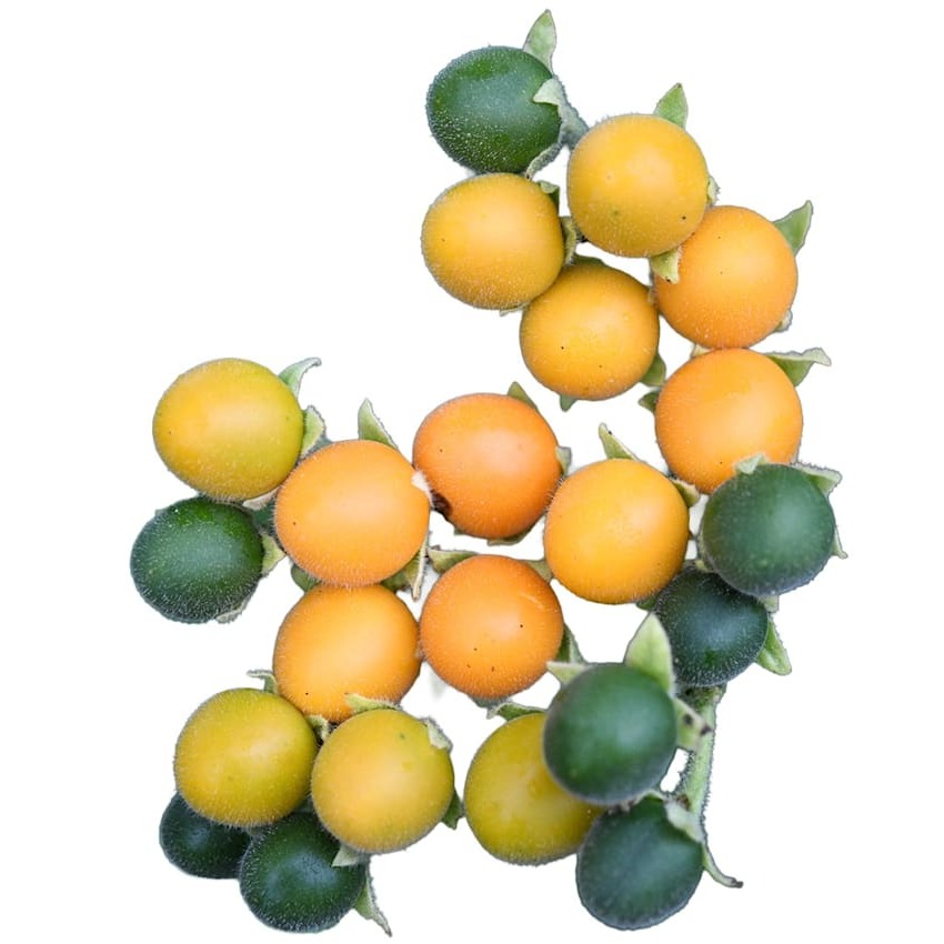 Tamarillo Anão