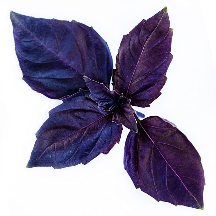 Manjericão Dark Purple Opal