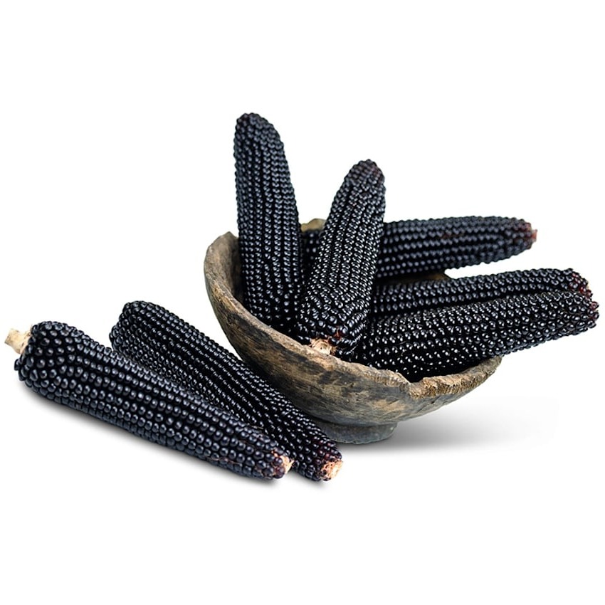 Milho Pipoca Dakota Black