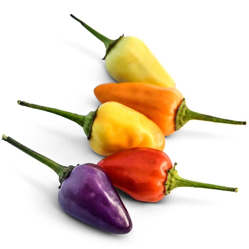 Pimenta Chinese 5 Color