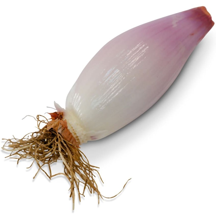 Chalota Zebrune