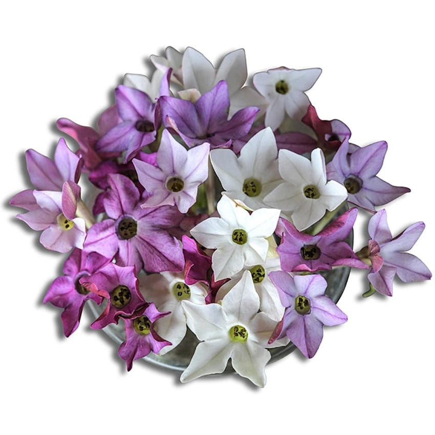 Nicotiana Scentsation Mix