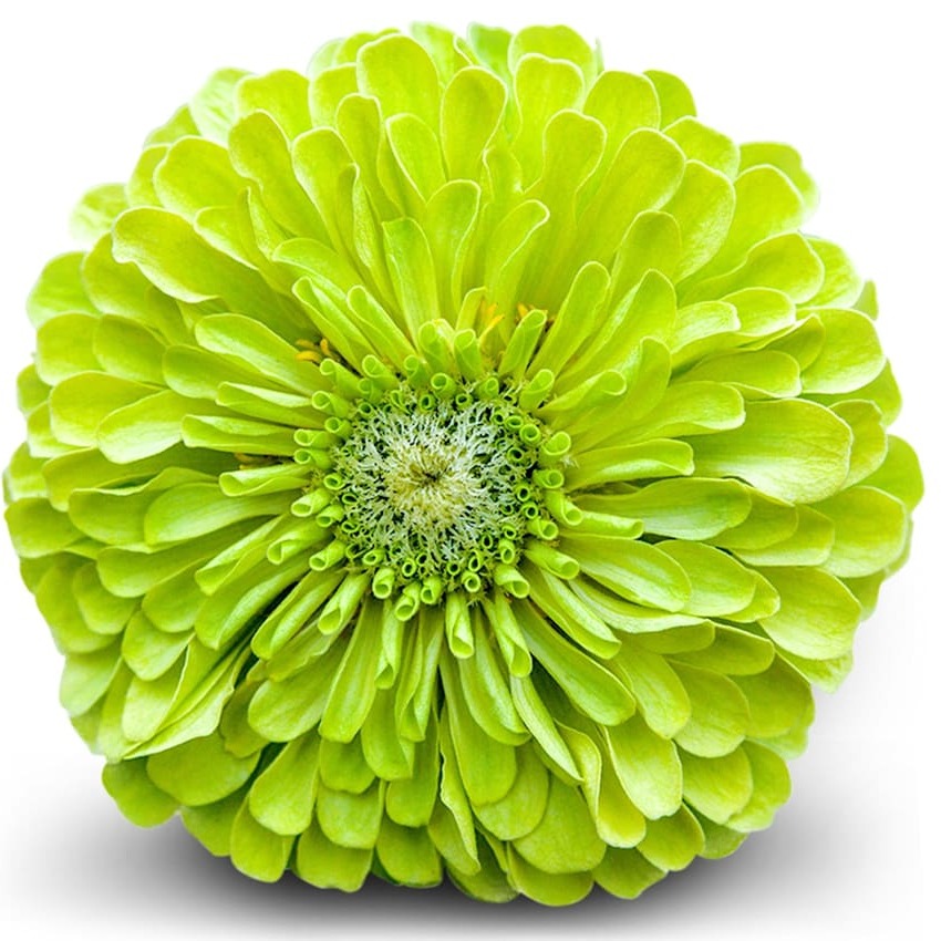 Zínia Queen Lime