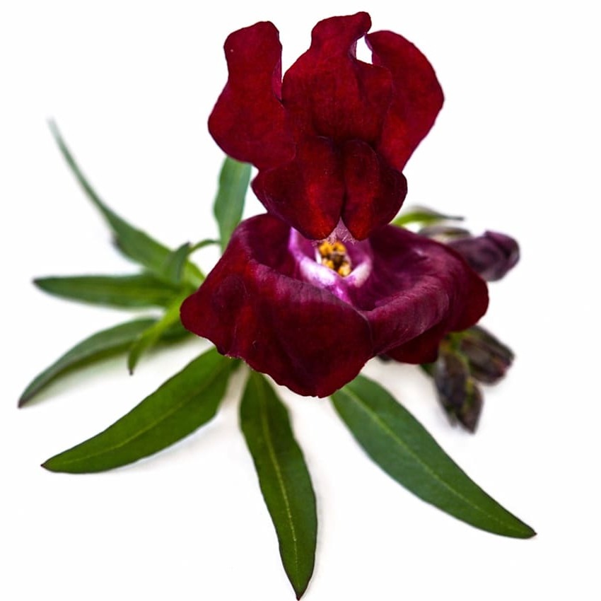 Boca-de-Leão Black Prince