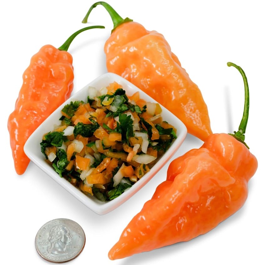 Pimenta Habanada