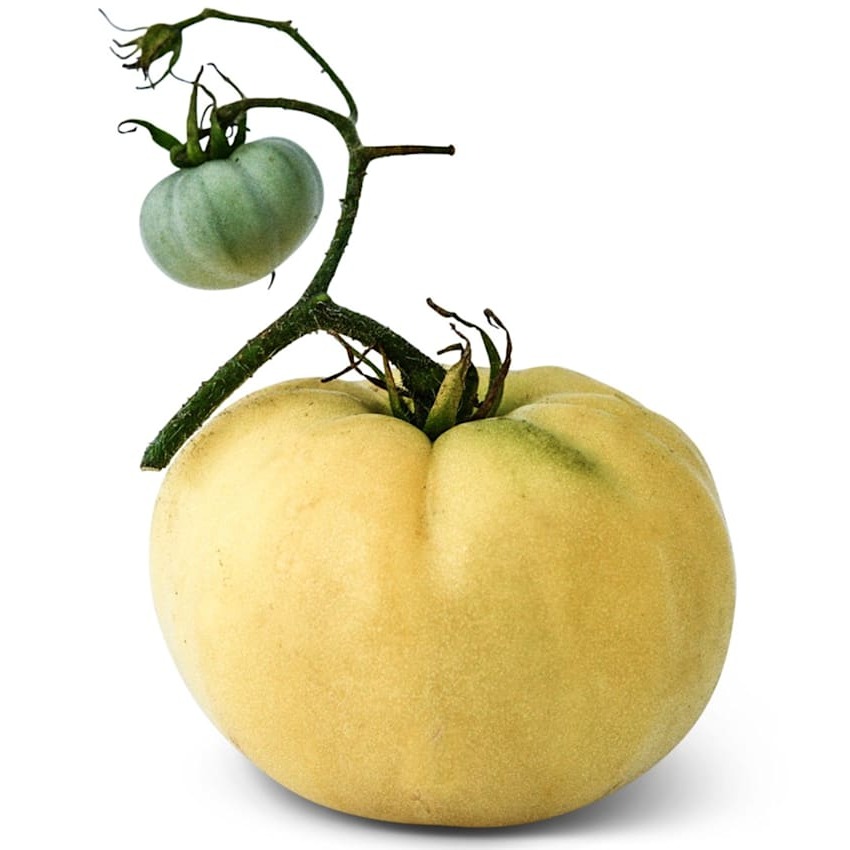 Tomate White Tomesol