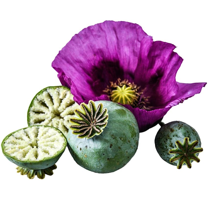 Papoula Hungarian Blue Breadseed
