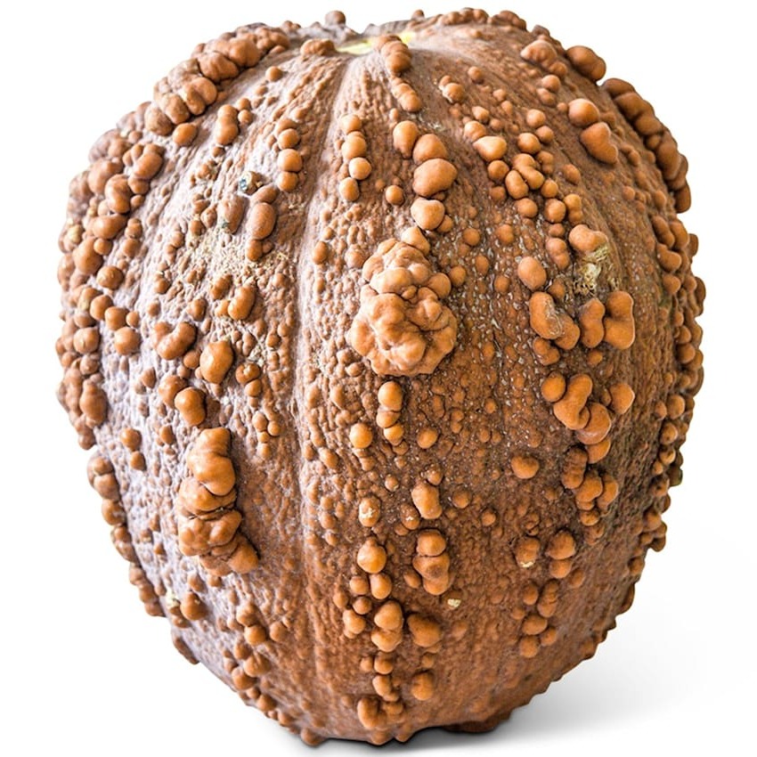Abóbora Musquée de Maroc