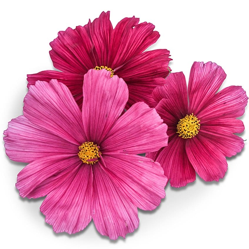 Cosmos