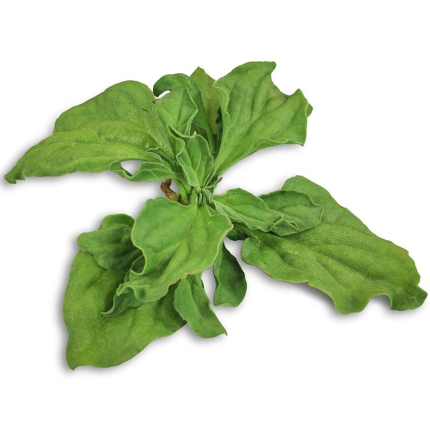 Planta-de-Gelo Suculenta