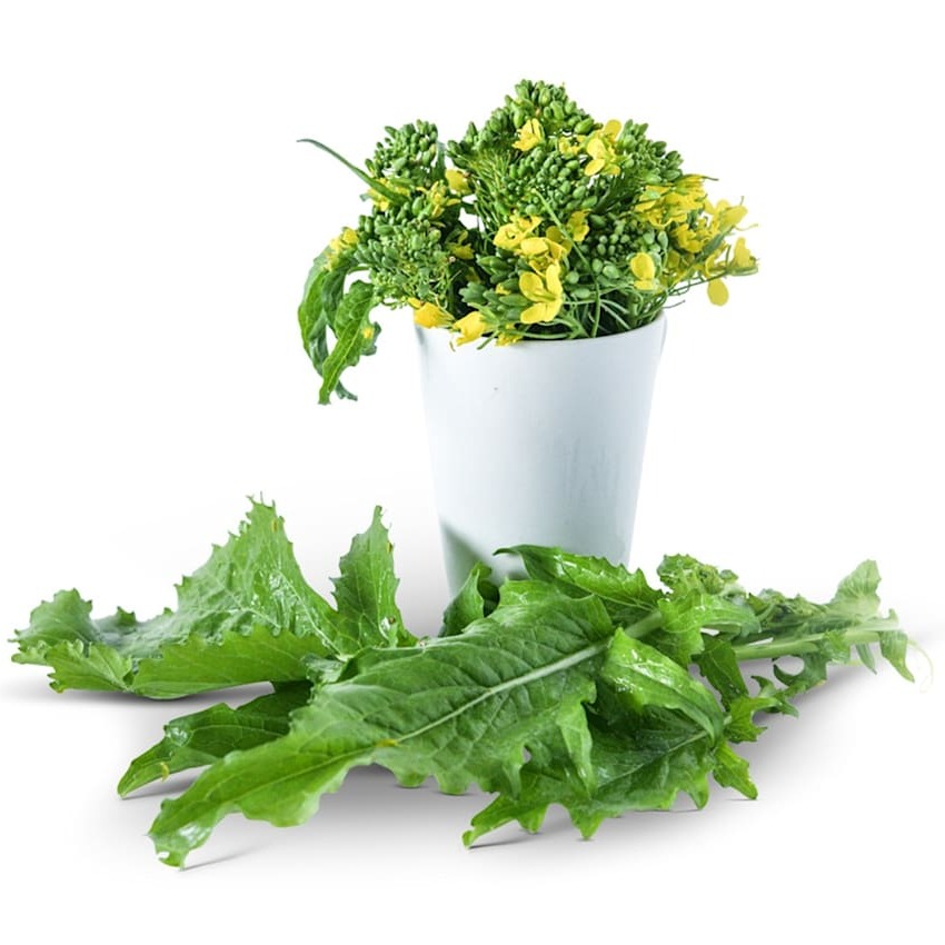 Brócolis Rapini