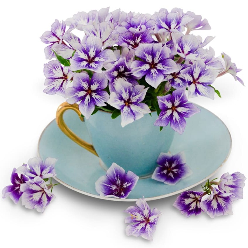 Flox Sugar Stars