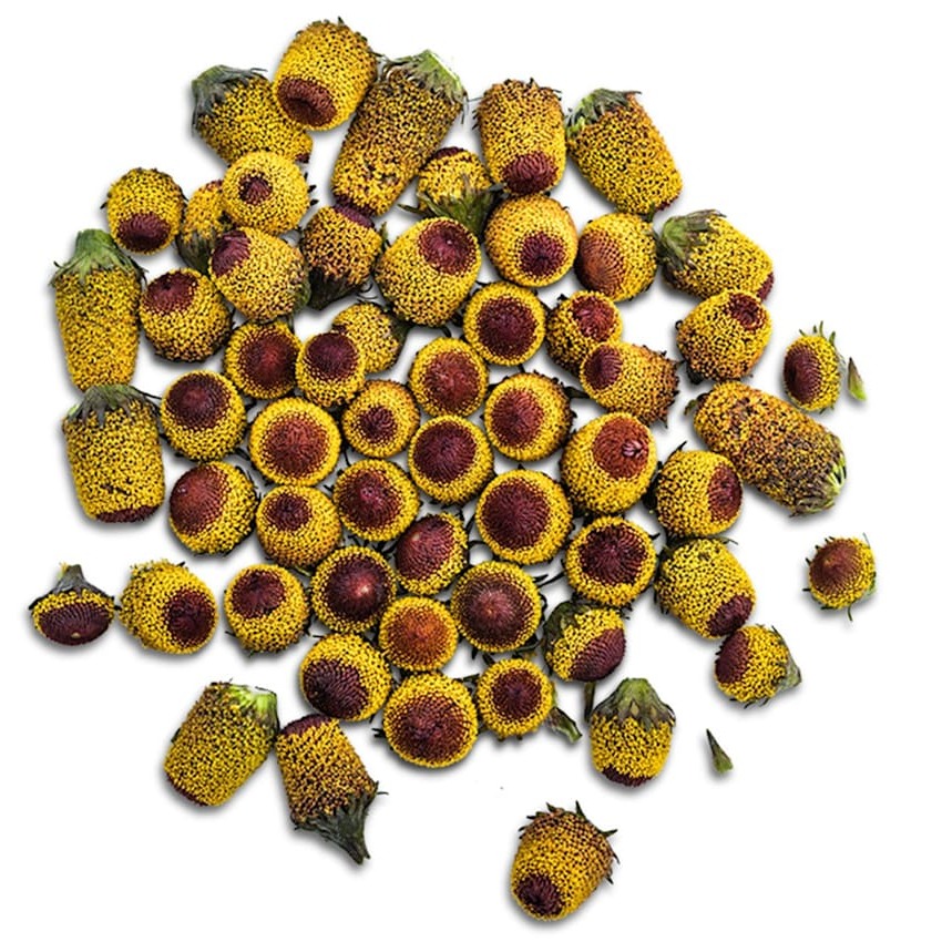 Jambu Bullseye