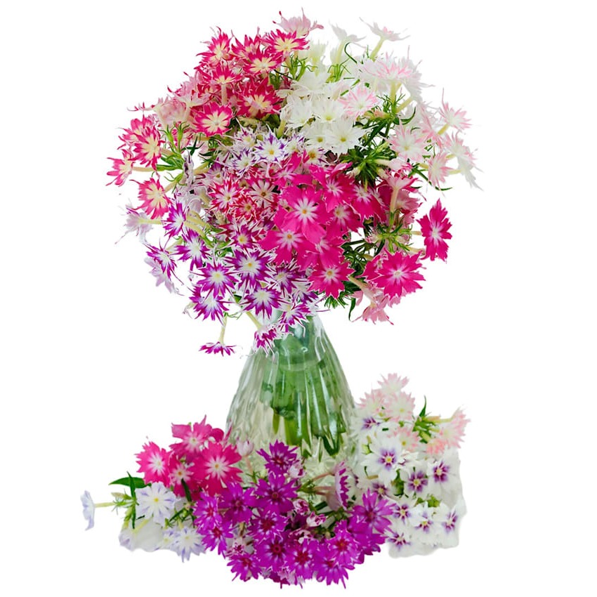 Flox Twinkles Anão Mix