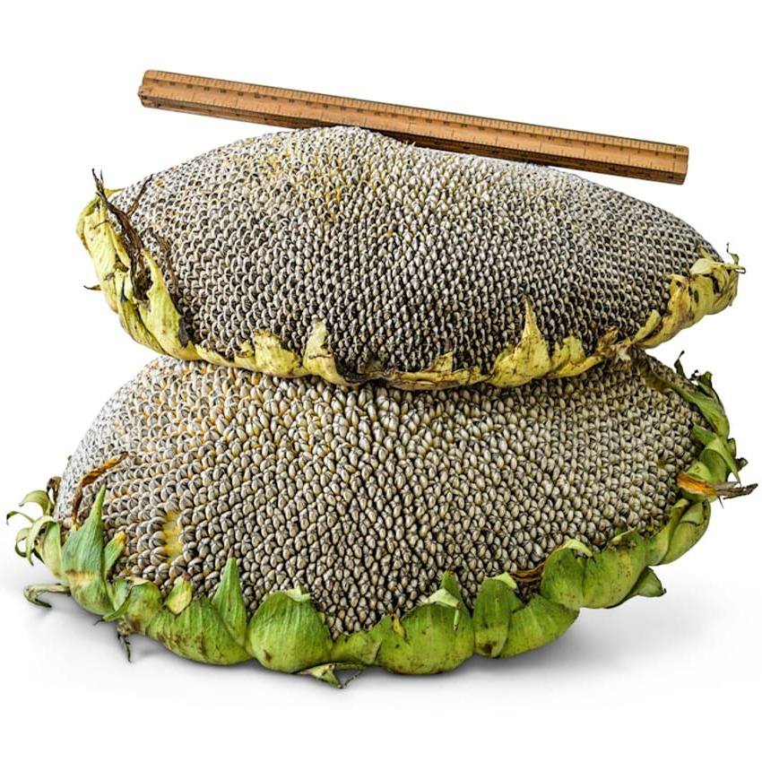 Girassol Mamute Listrado Cinza