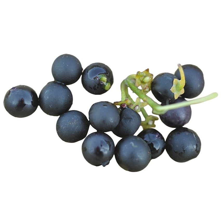 Groselha Preta Schwartzenbeeren