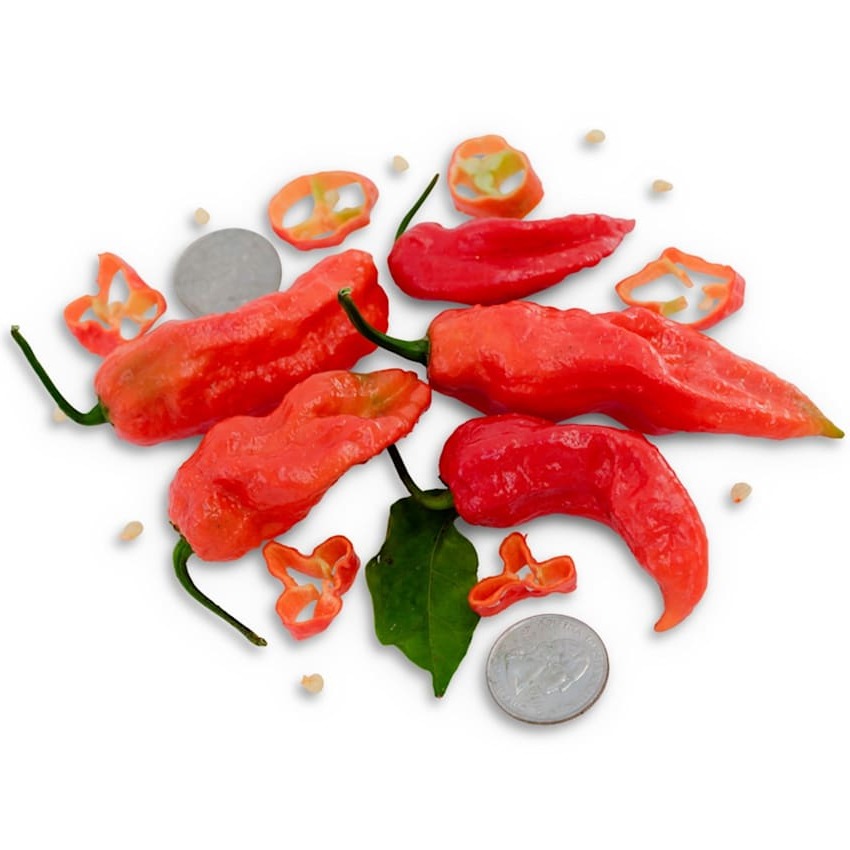Pimenta Bhut Jolokia (Ghost Pepper)