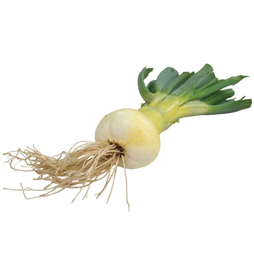Onion Seeds, Stuttgarter