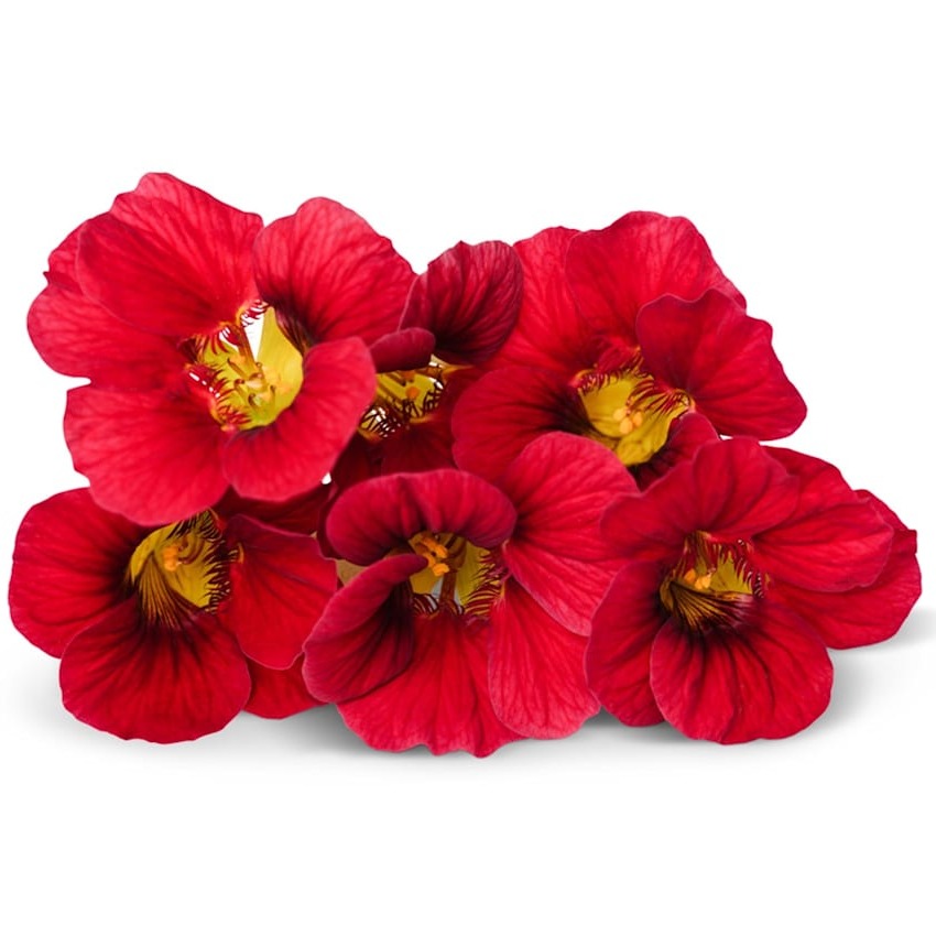 Nasturtium Seeds, Alaska Red Shades