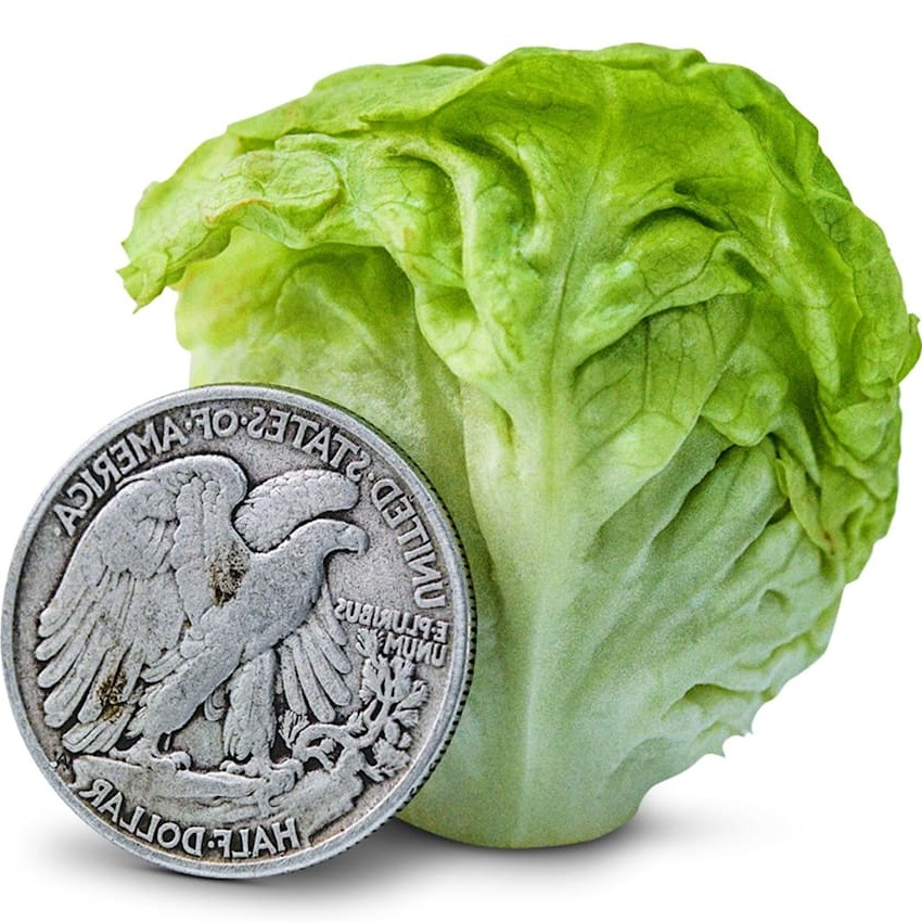 Lettuce Seeds, Tom Thumb