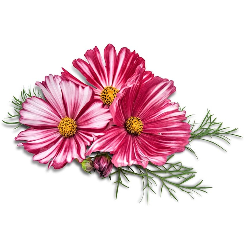 Cosmos Seeds, Velouette