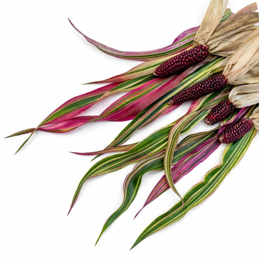 Corn Seeds, Striped Japonica