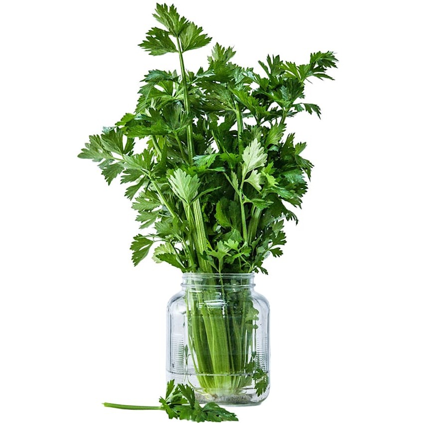 Celery Seeds, Utah Tall