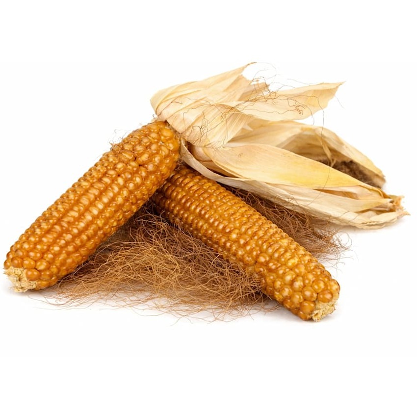 Corn Seeds, Chapalote
