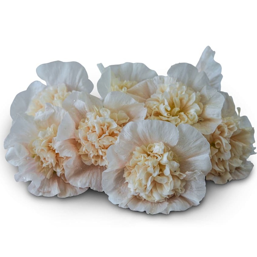 Hollyhock Seeds, Majorette Double Champagne